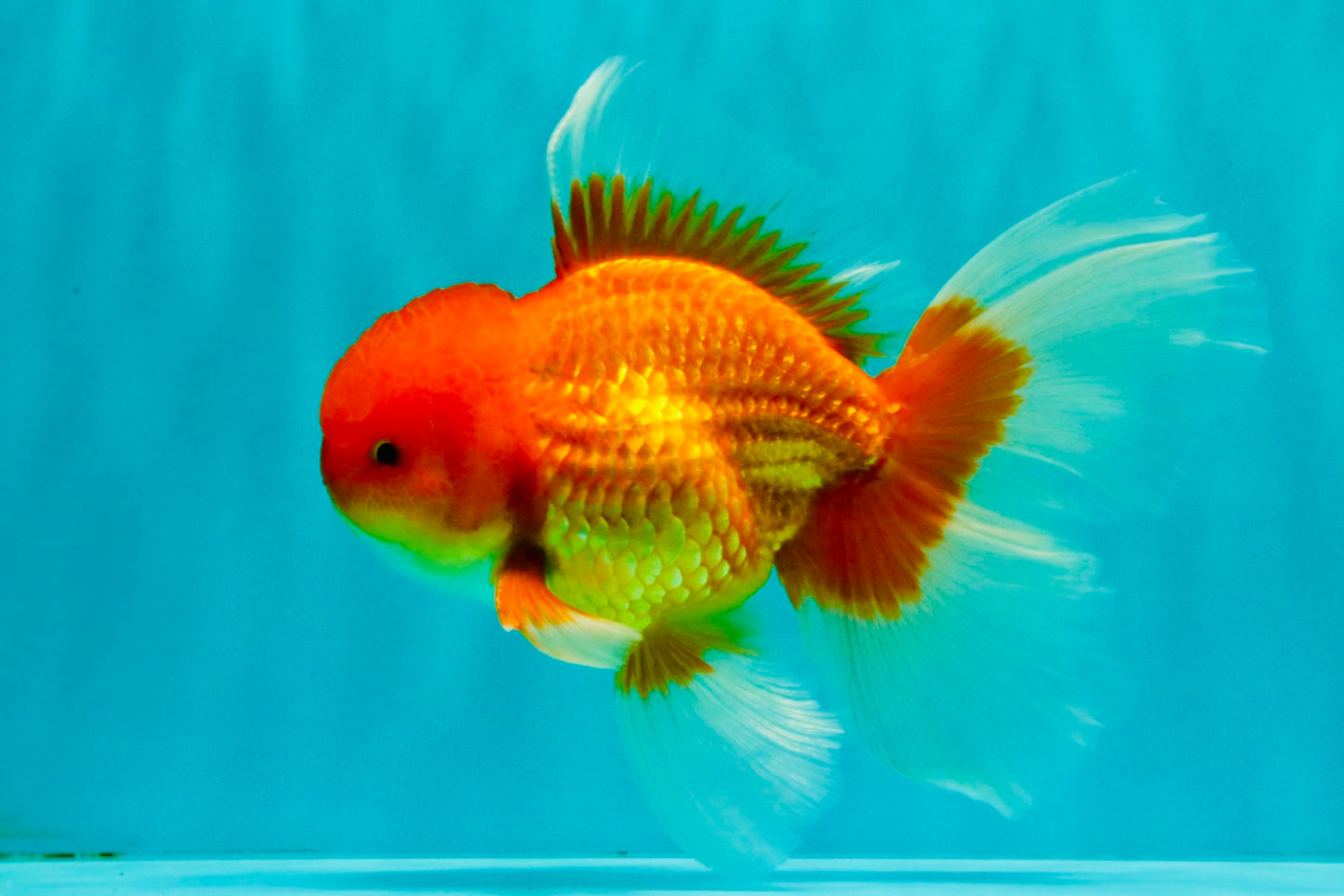 A Grade Red White Oranda Male 6.5 inches #082826OR_16