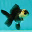 Panda Oranda Male 3-3.5 inches #1018OR_13