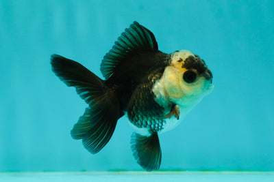 Panda Oranda Male 3-3.5 inches #1018OR_13