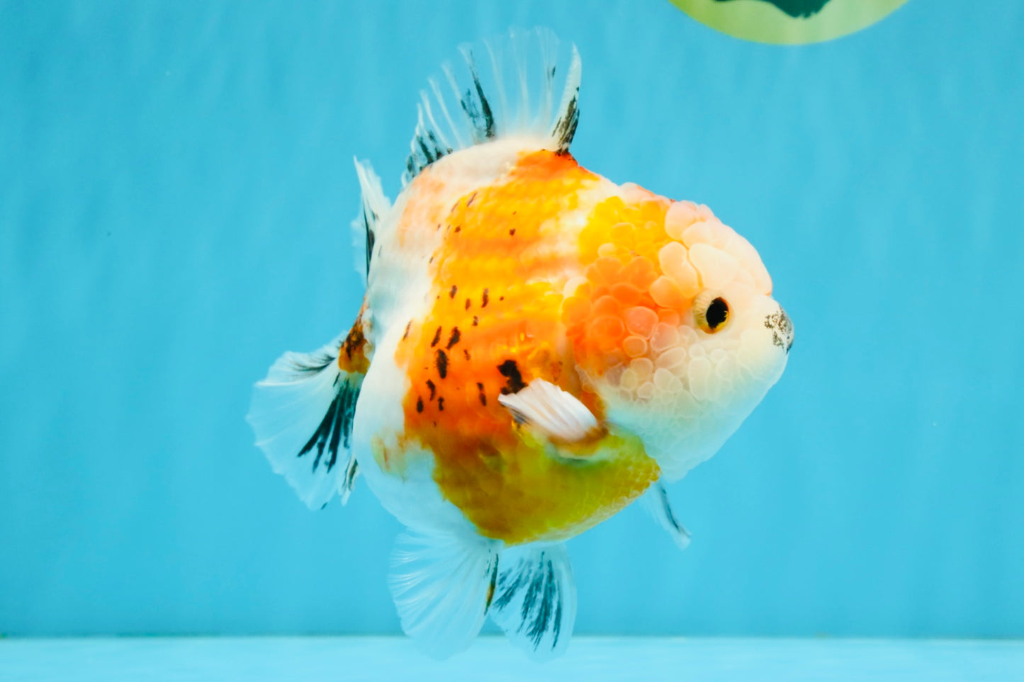 A Grade Sakura Yuanbao Female 5.5 inches #041026YB_24