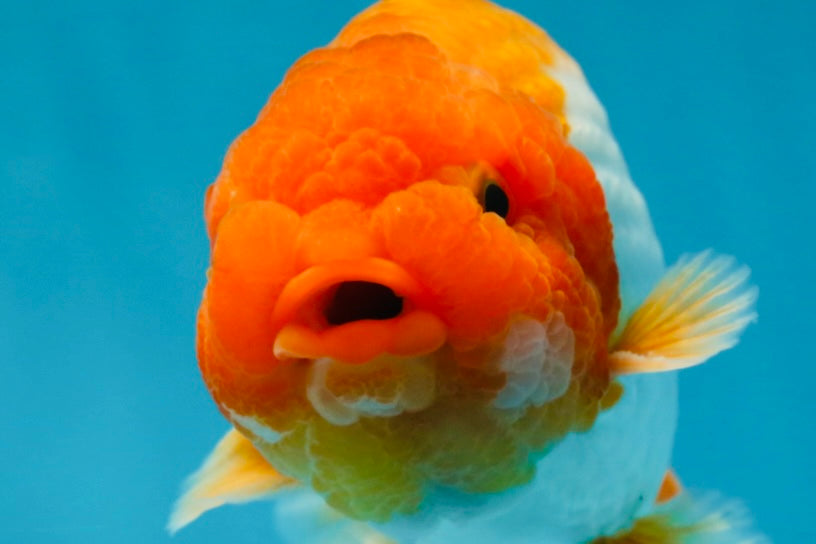 Red White Big Wen Ranchu Male 5 inches #031425RC_02 – Jimmy Goldfish