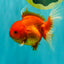 Red Cherry Oranda Female 5 inches #061926OR_14