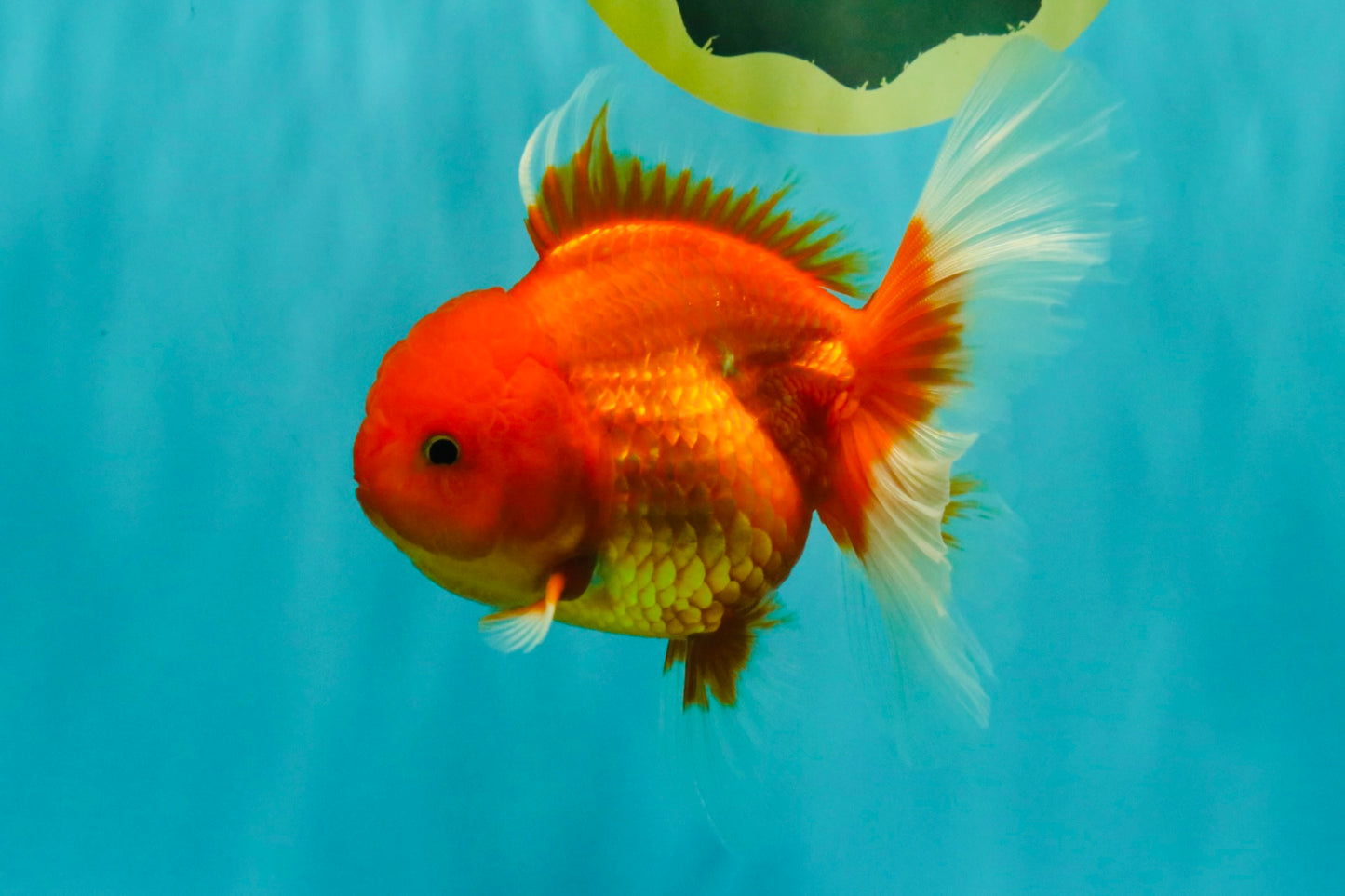 Red Cherry Oranda Female 5 inches #061926OR_14