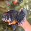 GIANT AAA Grade Red Head Kirin Oranda Male 7-7.5  inches #070326OR_05
