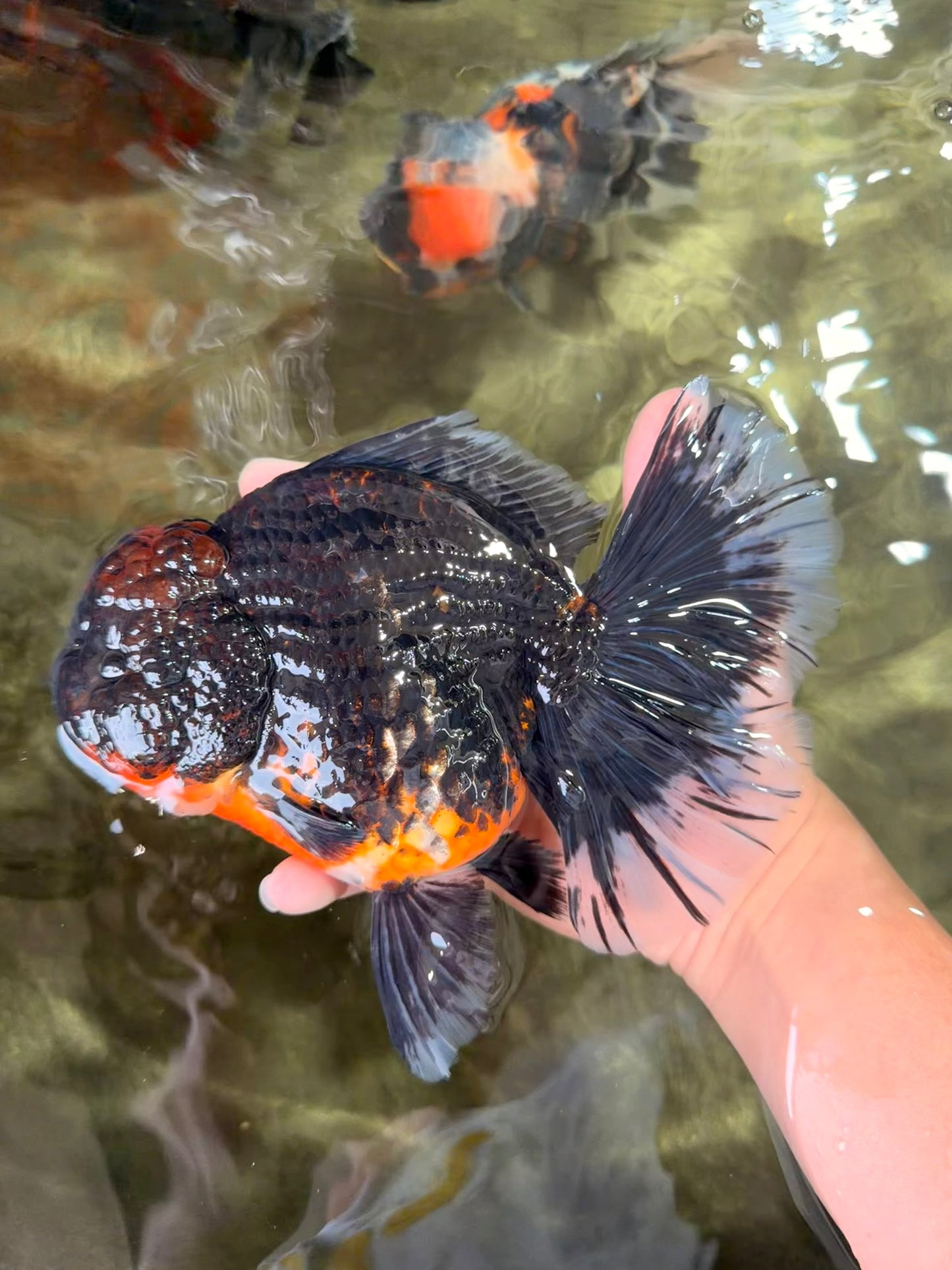 GIANT AAA Grade Red Head Kirin Oranda Male 7-7.5  inches #070326OR_05
