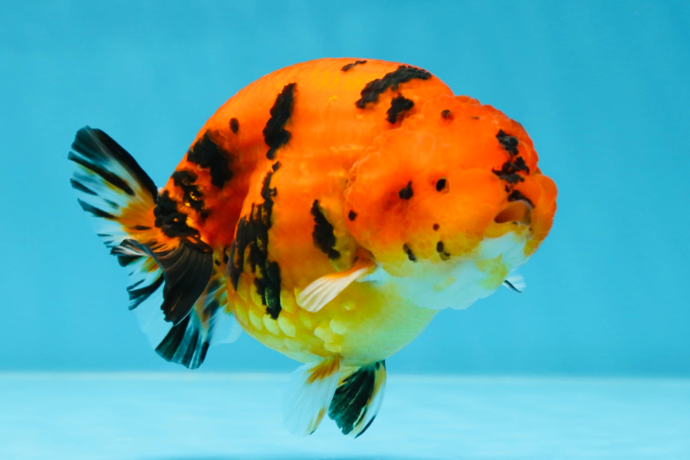 AAA Grade Tiger LionQueen 4.5 inches #053025LC_04