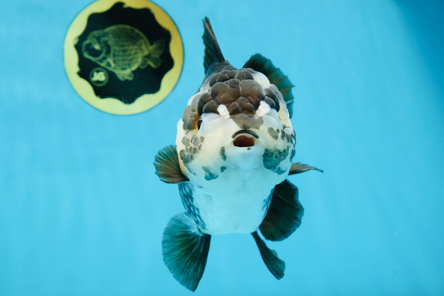 AAA Grade FLUFFY Panda Yuanbao Female 6-6.5 inches #100325YB_05