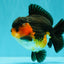 SHOW GRADE CHUBBY Tricolor Yuanbao Male 5 inches #071026YB_08