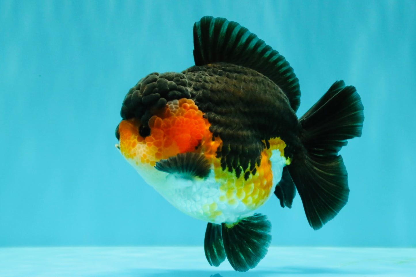 SHOW GRADE CHUBBY Tricolor Yuanbao Male 5 inches #071026YB_08