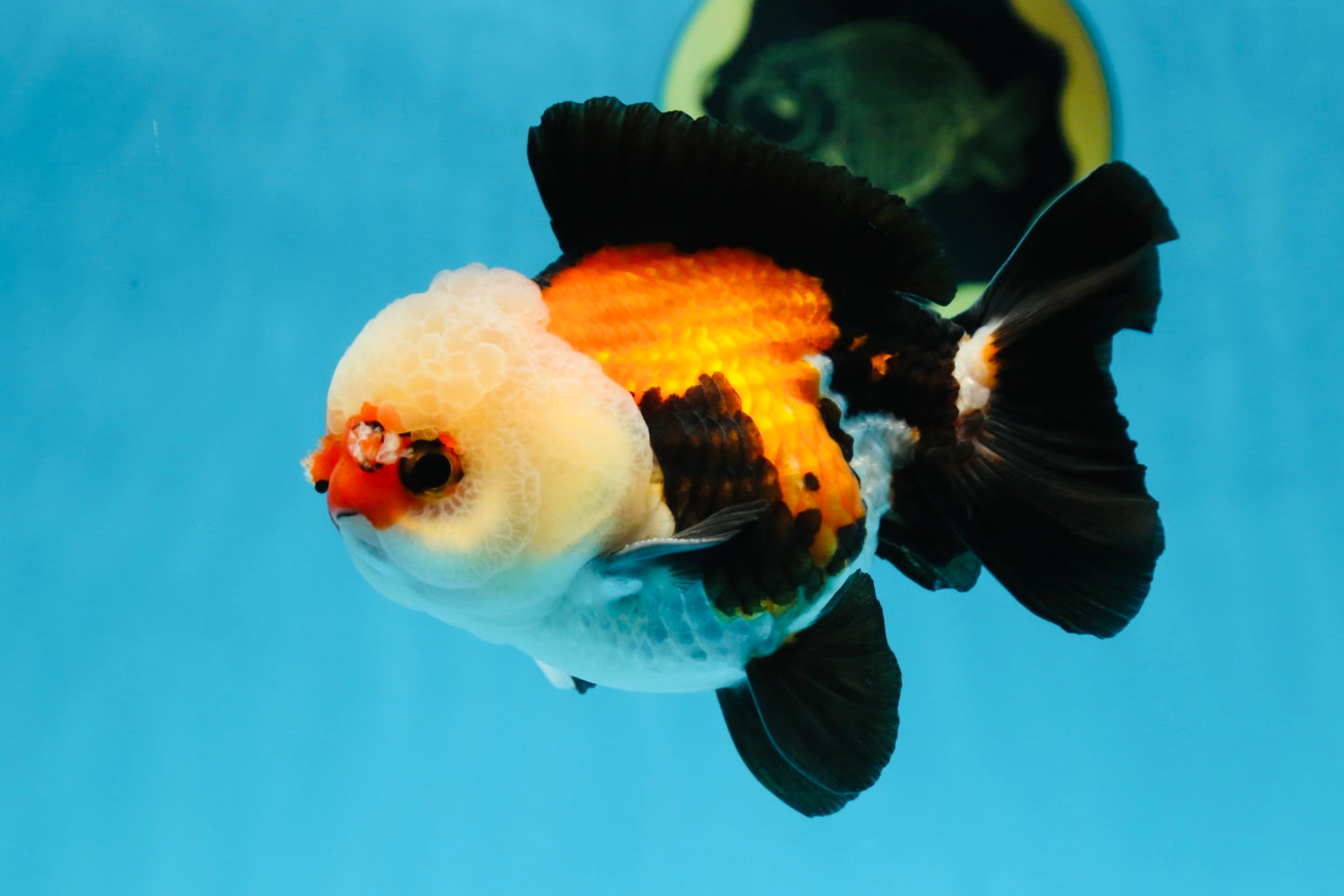 A Grade Adorable Pompom Tricolor Yuanbao Male 4-4.5 inches #071125YB_19