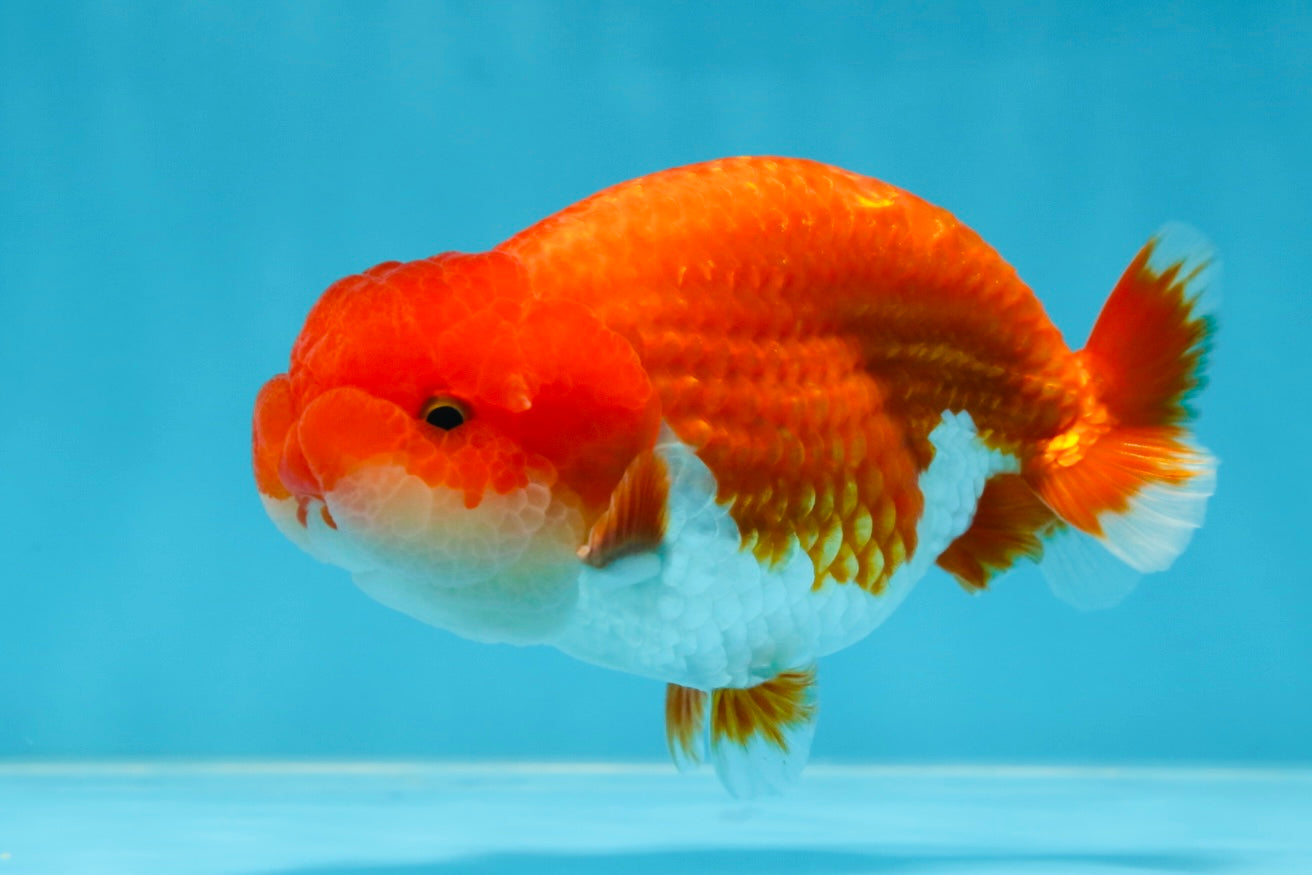 AAA Grade Red White LionKing 4-4.5  inches #053025LC_12