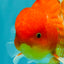 AAA Grade Red White Oranda Male 5.5 inches #072426OR_12
