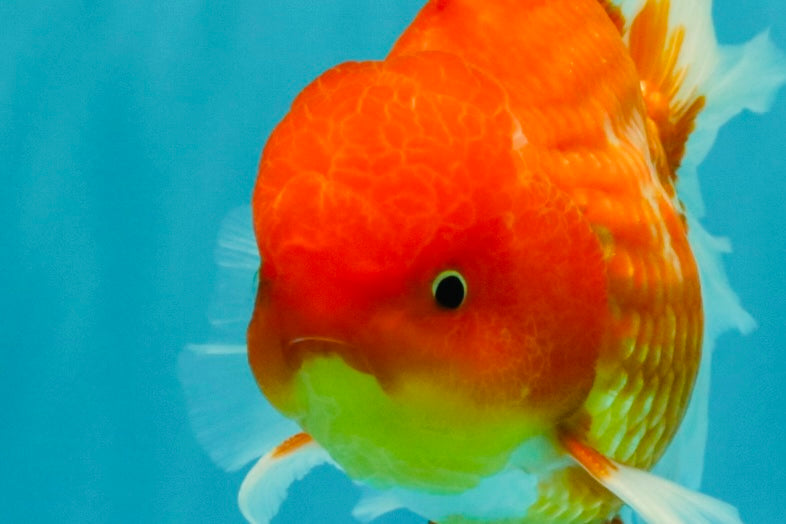 AAA Grade Red White Oranda Male 5.5 inches #072426OR_12