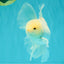 MASHMALLOW A Grade White Oranda Male 5.5-6 inches #091826OR_05