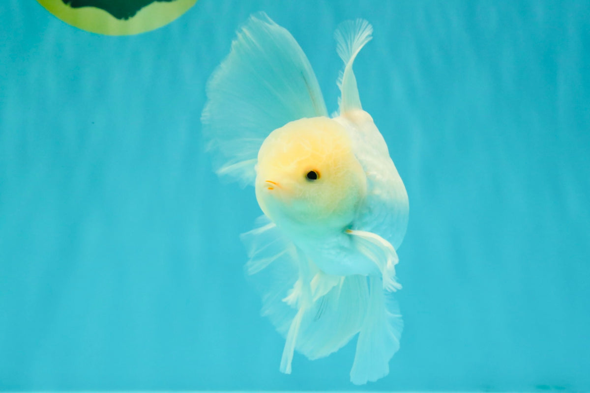 MASHMALLOW A Grade White Oranda Male 5.5-6 inches #091826OR_05