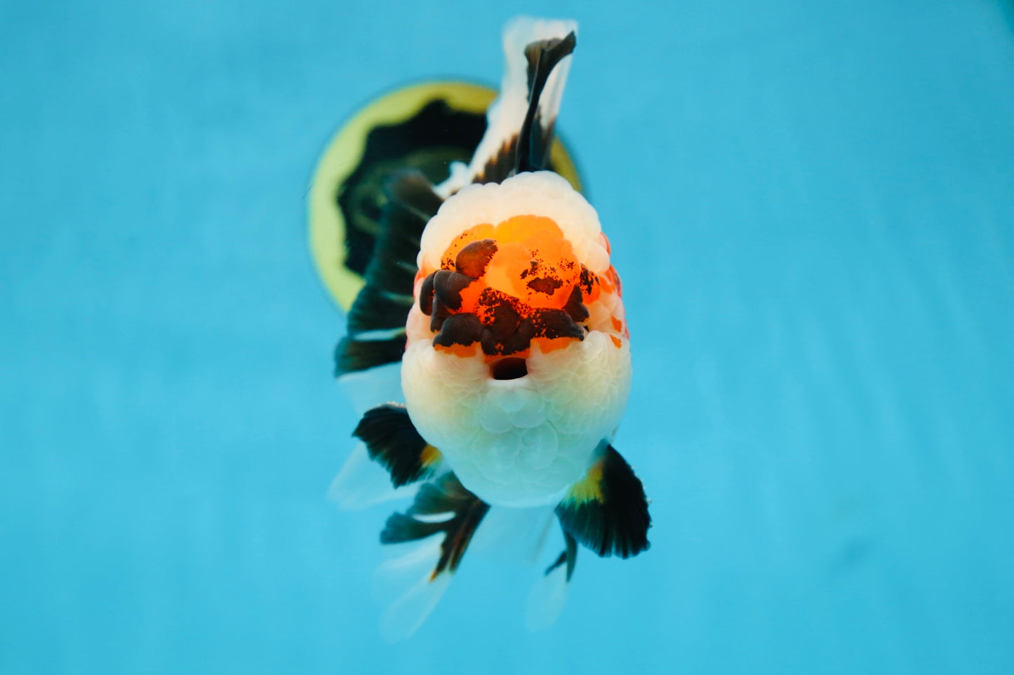 AAA Grade CHUBBY CHEEK Tricolor Oranda Male 5.5  inches #082225OR_12