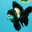 ROYAL A Grade Panda Oranda Female 5.5-6 inches #031326OR_24
