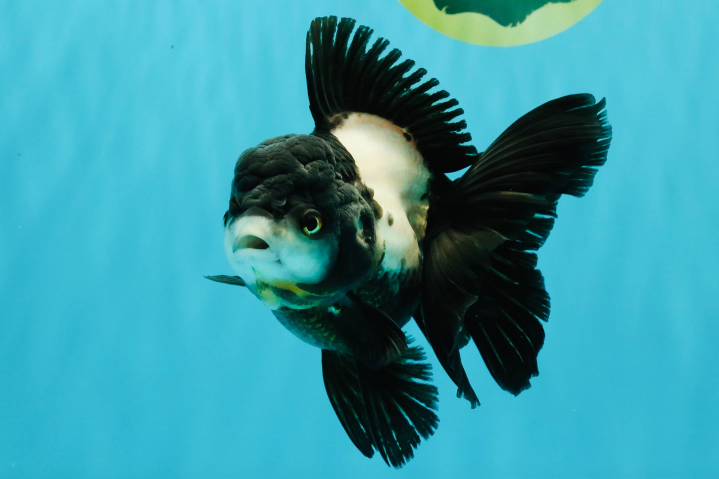 ROYAL A Grade Panda Oranda Female 5.5-6 inches #031326OR_24