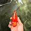 A Grade Red White Oranda Female 5.5 inches #071726OR_20
