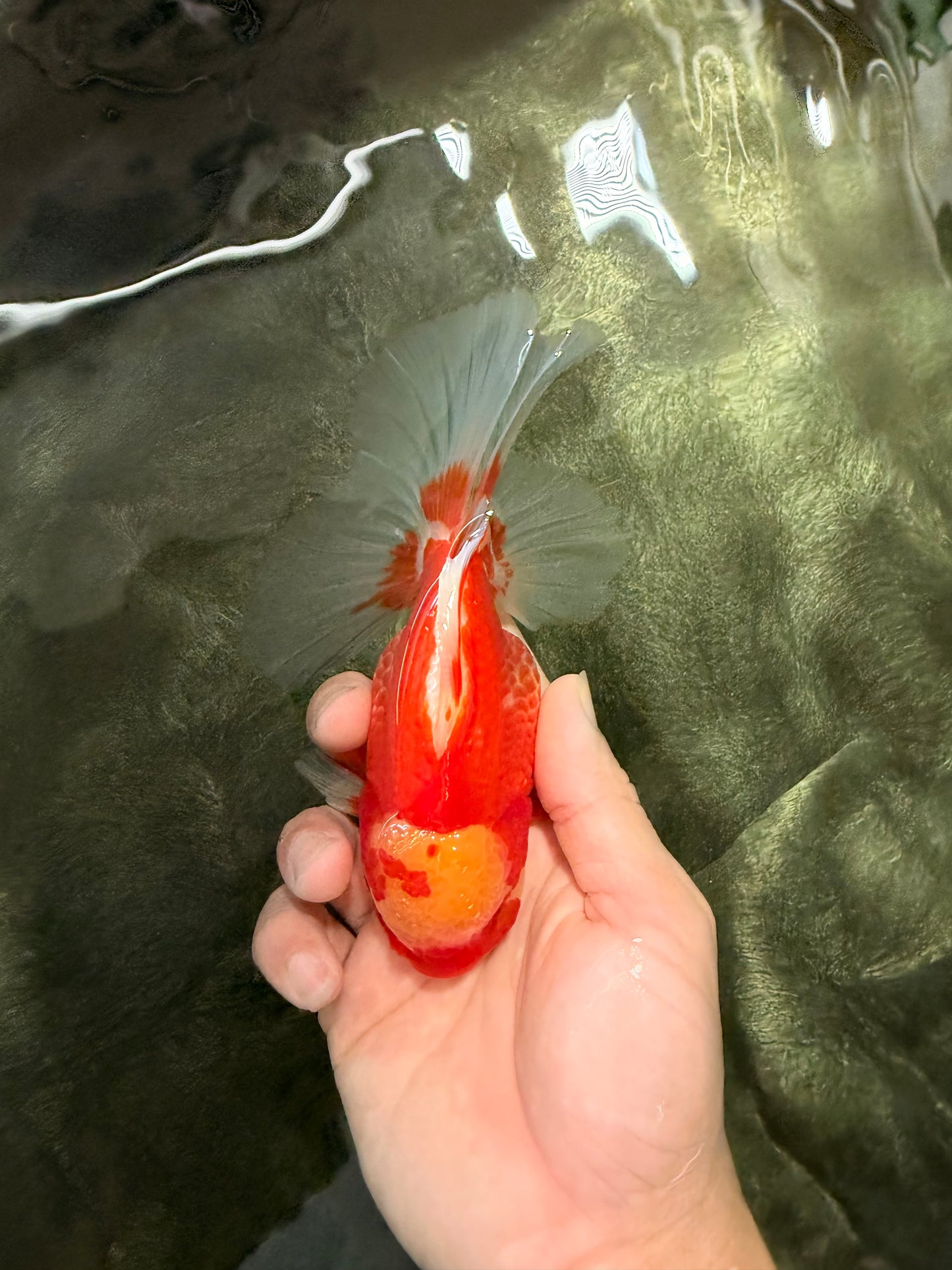 A Grade Red White Oranda Female 5.5 inches #071726OR_20