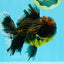 AAA Grade Godzilla Tiger Oranda Male 6.5 inches #022726OR_11
