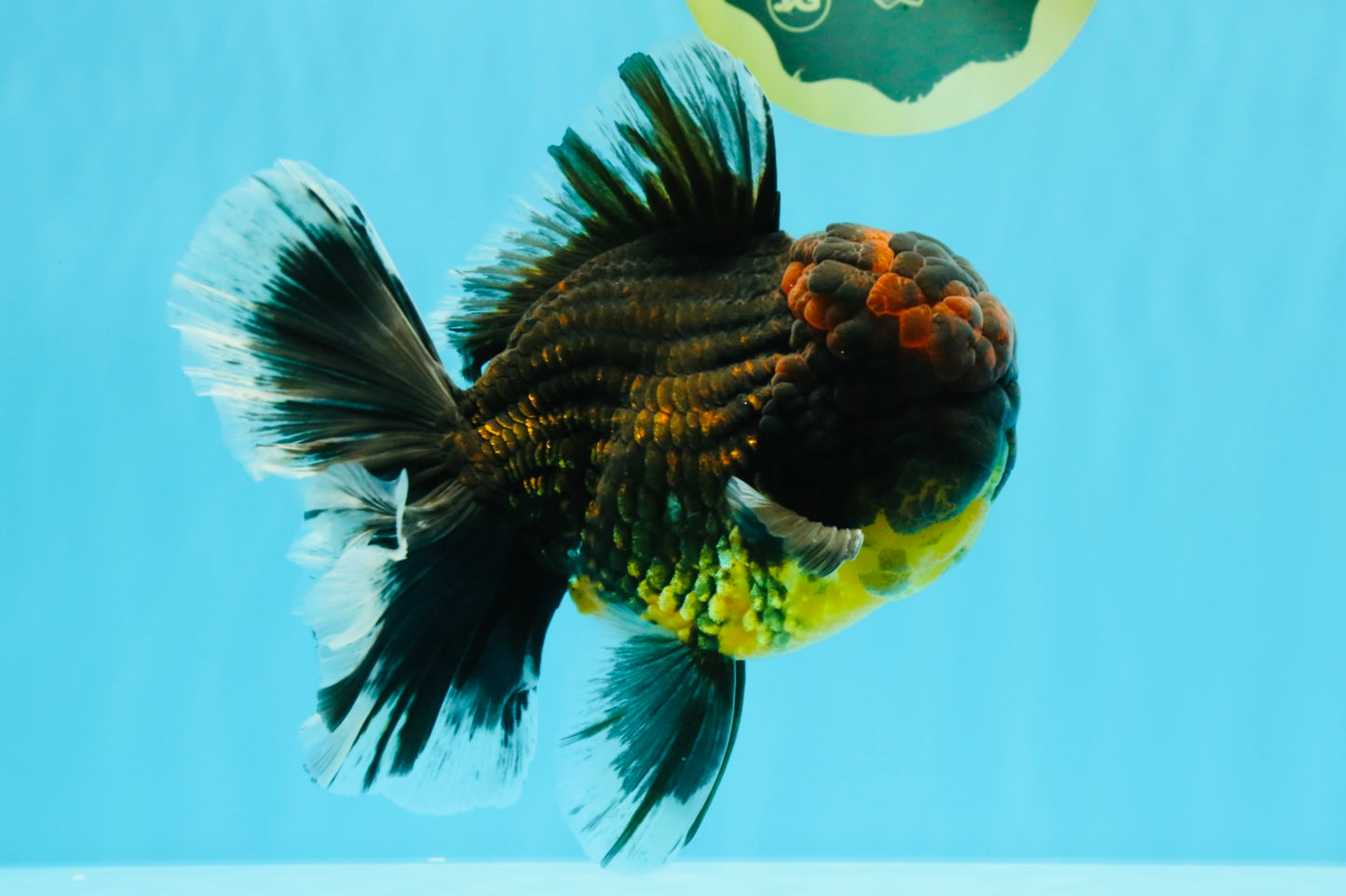 AAA Grade Godzilla Tiger Oranda Male 6.5 inches #022726OR_11