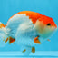 AAA Grade Red White Strong Body Structure Ranchu Male 4.5-5 inches #0712RC_05