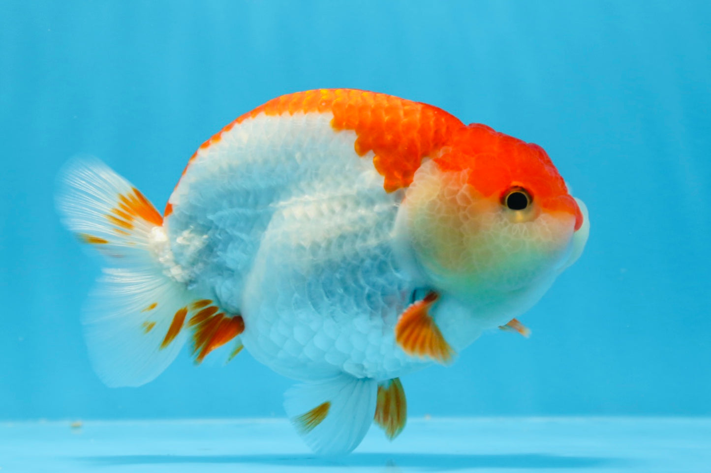 AAA Grade Red White Strong Body Structure Ranchu Male 4.5-5 inches #0712RC_05