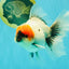 SPECIAL A Grade Red Head Marble Oranda Male 6.5-7 inches #082826OR_05