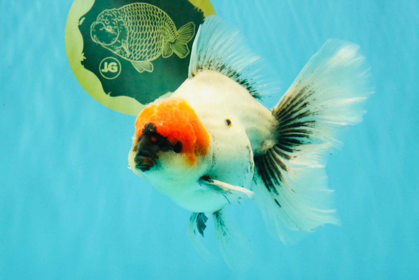 SPECIAL A Grade Red Head Marble Oranda Male 6.5-7 inches #082826OR_05