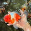 A Grade Sakura Oranda Male 6.5-7 inches #080726OR_15