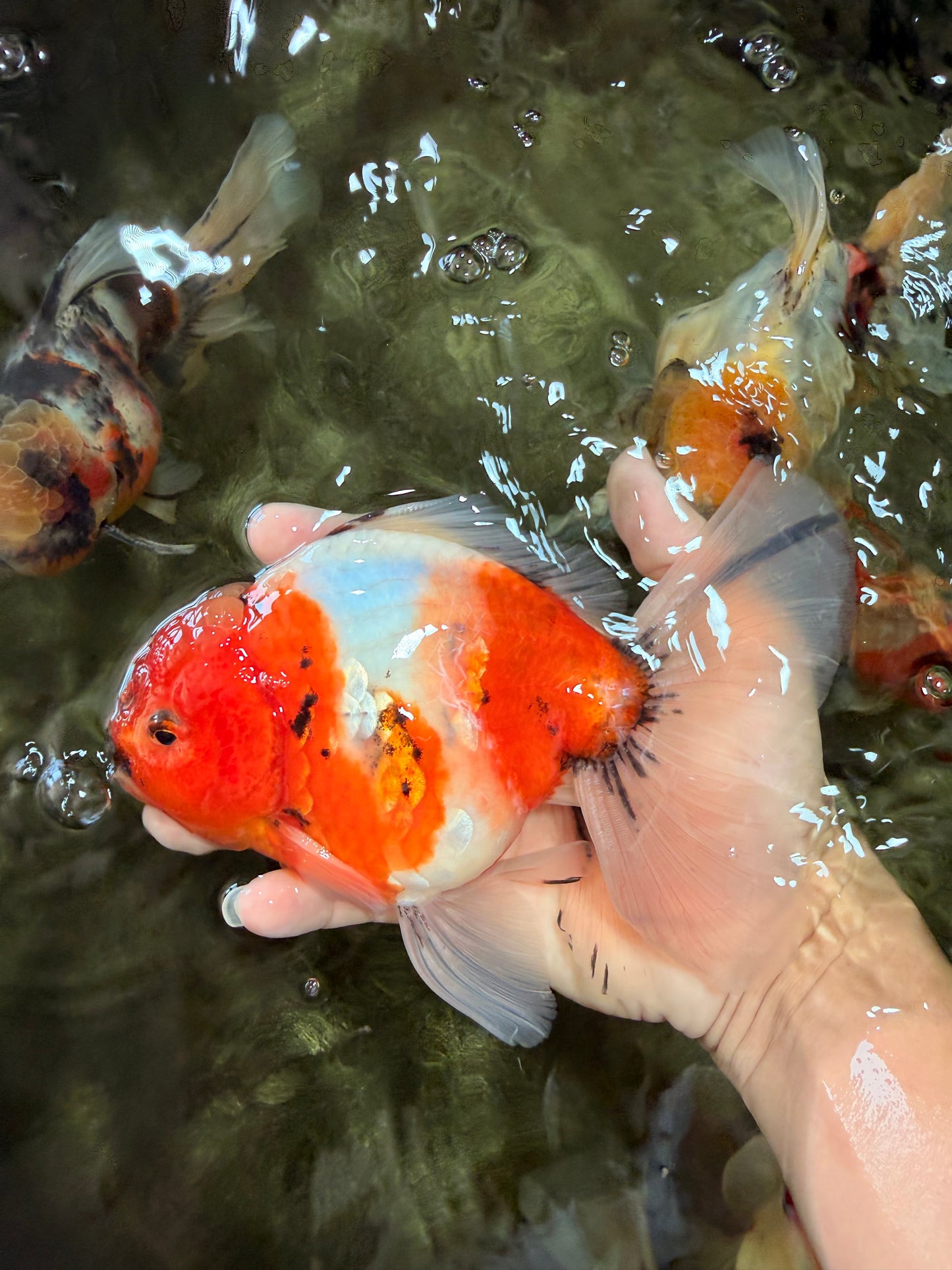 A Grade Sakura Oranda Male 6.5-7 inches #080726OR_15