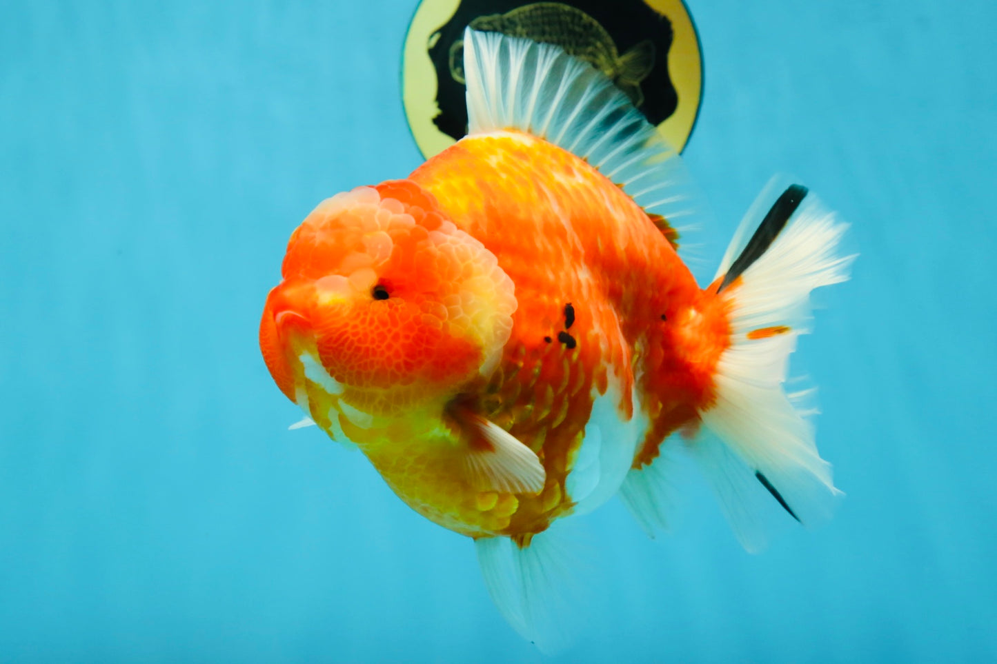 AAA Grade Godzilla Sakura Yuanbao Female 6 inches #050925YB_23