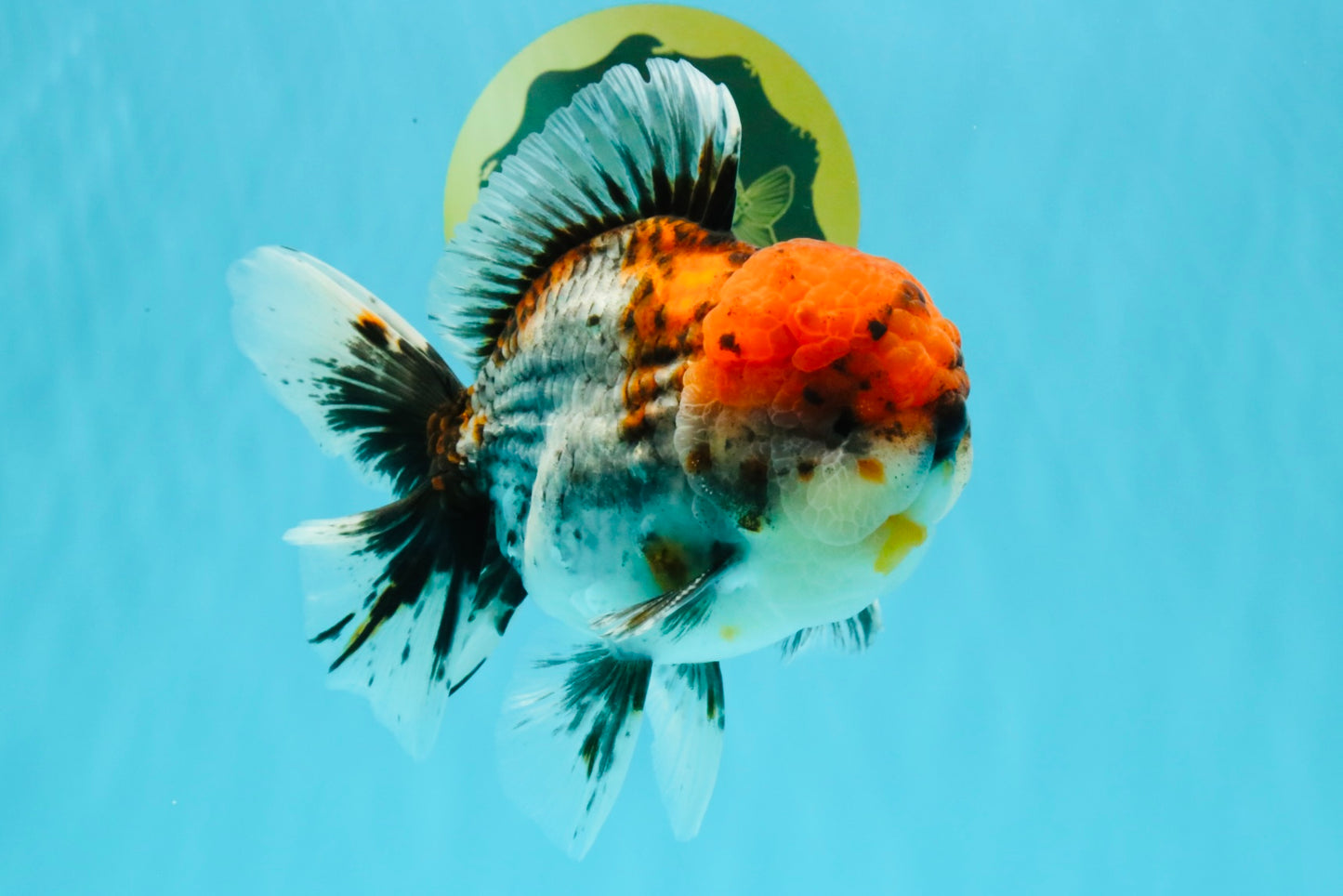 A Grade Godzilla Red Head Kirin Oranda Male 6-6.5 inches #031326OR_04