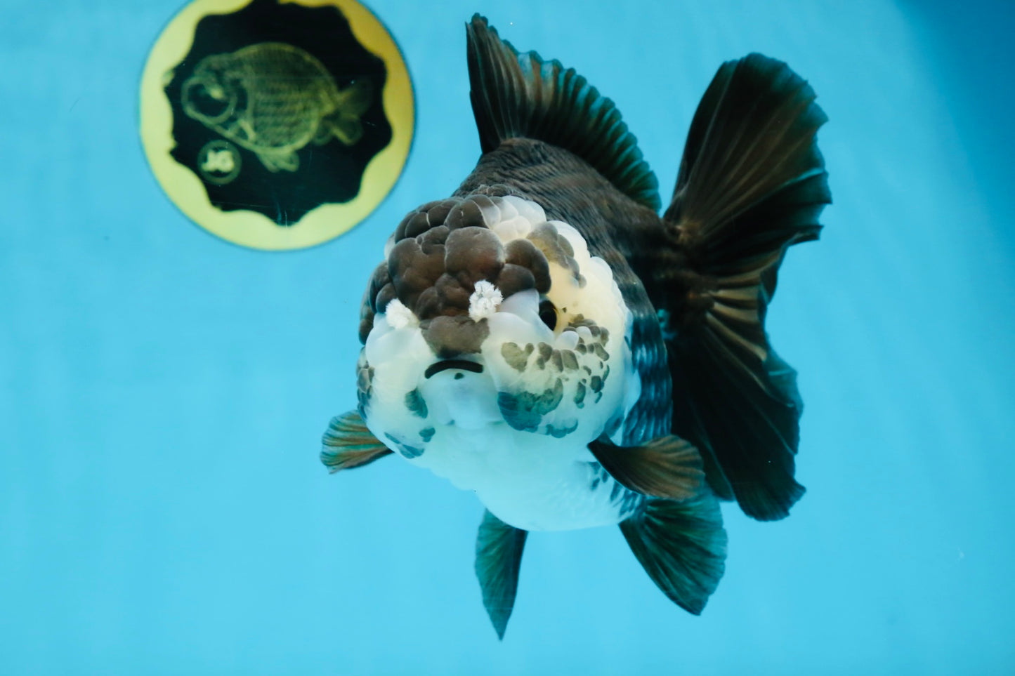 AAA Grade FLUFFY Panda Yuanbao Female 6-6.5 inches #100325YB_05