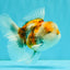 Calico Oranda Male 5-5.5 inches #050126OR_12