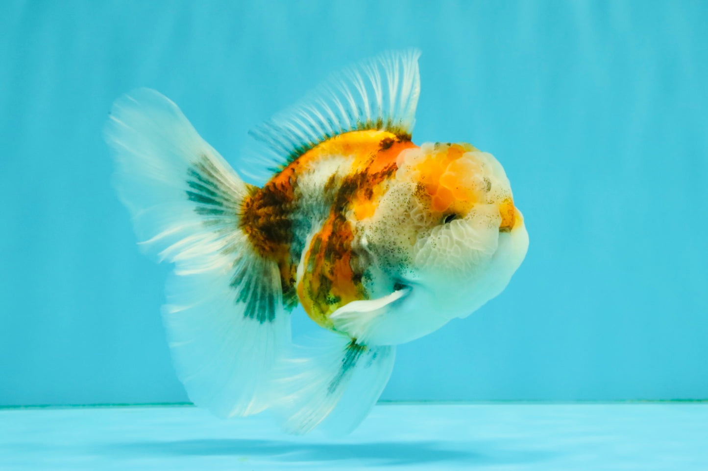 Calico Oranda Male 5-5.5 inches #050126OR_12