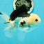 A Grade Tricolor Oranda Male 5.5 inches #111524OR_20