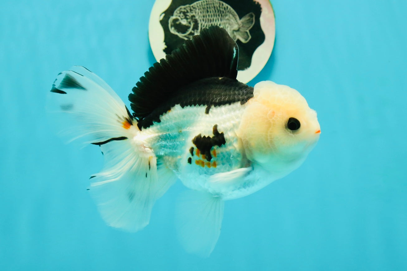 A Grade Tricolor Oranda Male 5.5 inches #111524OR_20