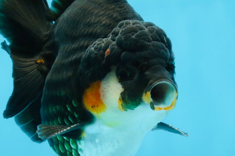 AAA Grade Tricolor Yuanbao Male 5 inches #101025YB_29