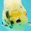 CHUBBY AAA Grade Diamond Scale Tricolor Ranchu Male 5.5 inches #100926RC_27