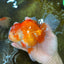AAA Grade Young Godzilla Red White Oranda Male 6 inches #081525OR_07