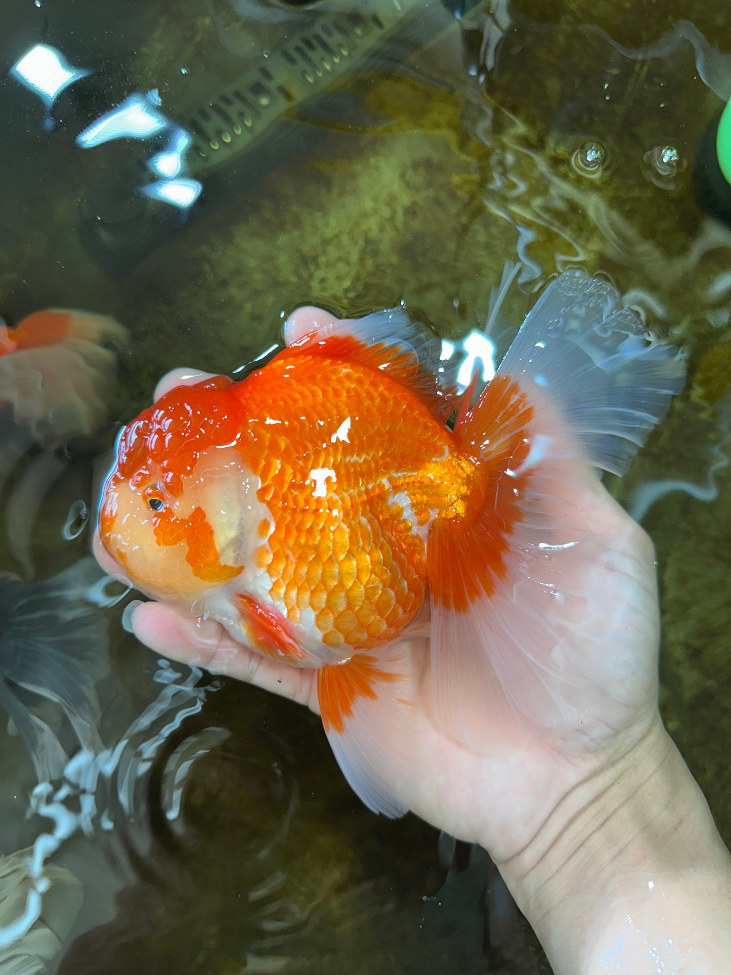 AAA Grade Young Godzilla Red White Oranda Male 6 inches #081525OR_07