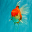A Grade Red White Oranda Male 6-6.5 inches #100926OR_25