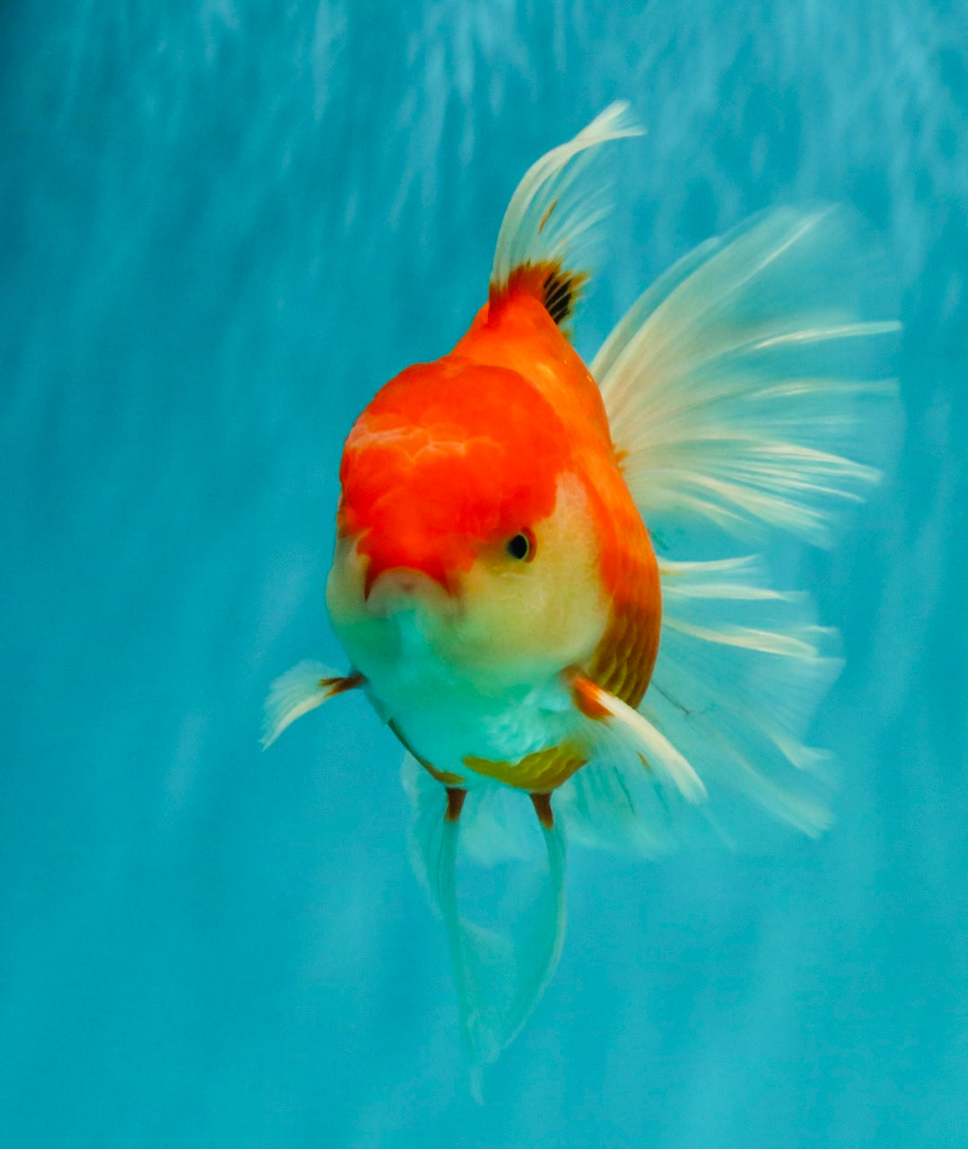 A Grade Red White Oranda Male 6-6.5 inches #100926OR_25