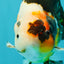 UNIQUE Tricolor Chinese Ranchu Male 6.5  inches #050826RC_12