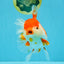 JUMBO AAA Grade Red White Oranda Female 7 inches #040326OR_22