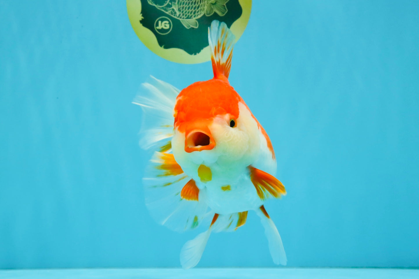 JUMBO AAA Grade Red White Oranda Female 7 inches #040326OR_22