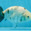 White Sakura Chinese Ranchu Female 4.5-5 inches #112825RC_13