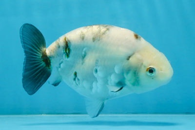 White Sakura Chinese Ranchu Female 4.5-5 inches #112825RC_13